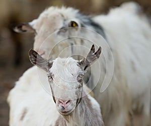 Saanen goat on the farm