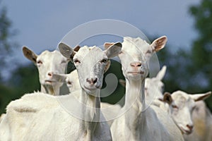 Saanen Goat, Herd of Females