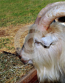 The Saanen with its characteristic huge curly horns photo