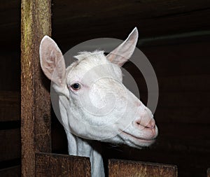 Saanen white goat in barn