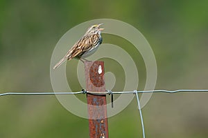 Saannah Sparrow - Passerculus sandwichensis