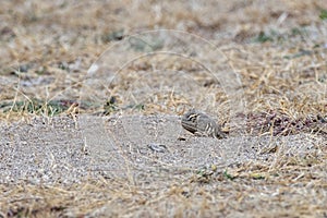 Saara hardwickii or the Indian spiny-tailed lizard, observed near Nalsarovar