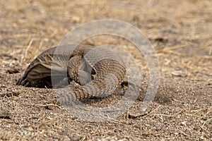 Saara hardwickii or the Indian spiny-tailed lizard, observed near Nalsarovar