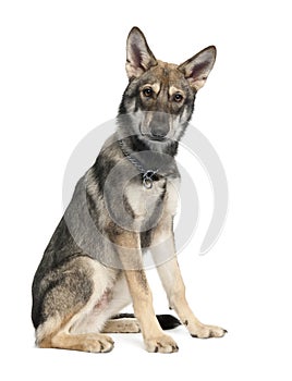 Saarloos Wolf Dog puppy (5 months old)