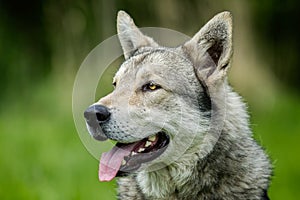 Saarloos Wolfdog