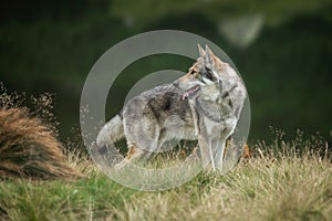 Saarloos Wolfdog