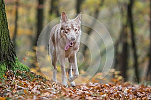 Saarloos Wolfdog