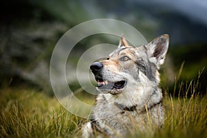 Saarloos Wolfdog