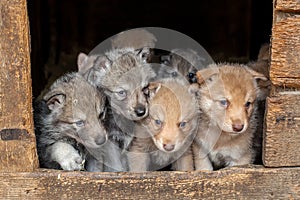 Saarloos Wolfdog puppies