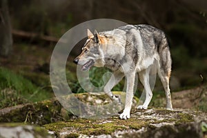 Saarloos Wolfdog on the river stone