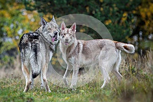 Saarloos Wolfdogs