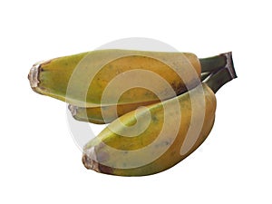 Saba banana fruit isolated