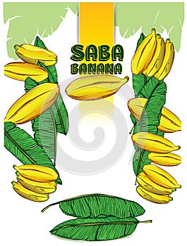 Saba banana leaves tropical fuit photo