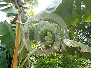 Saba Banana tree