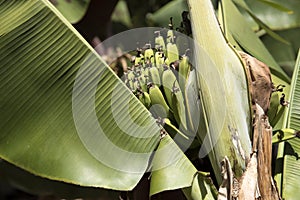 Saba Banana tree fruit