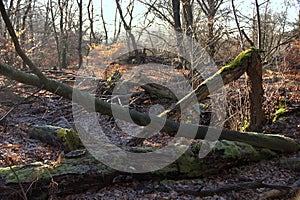 the Sababurg primeval forest with dead trees on a winter day