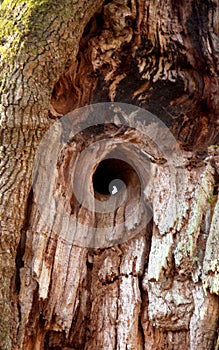 Sababurg primeval forest, view of an oak tree with a large knothole