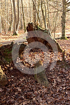 Sababurg primeval forest, view of old petrified oaks