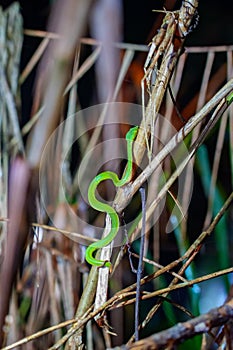 Sabah Bamboo Pitviper crawling on a dry tree branch. Green pit viper in Malaysia National Park. Poison snake in rainforest