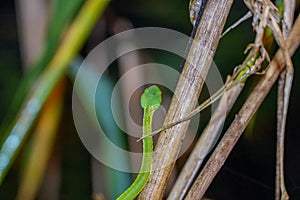 Sabah Bamboo Pitviper crawling on a dry tree branch. Green pit viper in Malaysia National Park. Poison snake in rainforest