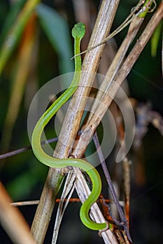 Sabah Bamboo Pitviper crawling on a dry tree branch. Green pit viper in Malaysia National Park. Poison snake in rainforest