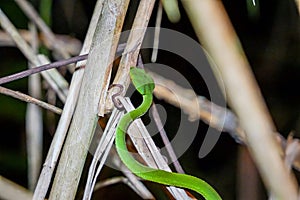 Sabah Bamboo PitViper crawling on a dry tree branch. Green pit viper in Malaysia National Park. Poison snake in rainforest