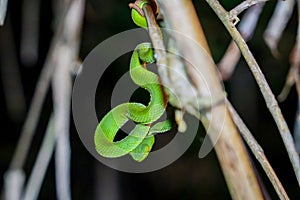 Sabah Bamboo PitViper crawling on a dry tree branch. Green pit viper in Malaysia National Park. Poison snake in rainforest