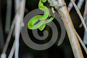 Sabah Bamboo PitViper crawling on a dry tree branch. Green pit viper in Malaysia National Park. Poison snake in rainforest