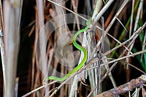 Sabah Bamboo PitViper crawling on a dry tree branch. Green pit viper in Malaysia National Park. Poison snake in rainforest