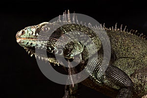 Sabah black iguana Iguana iguana ssp