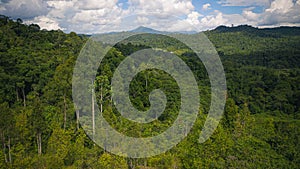 Sabah - Borneo Tropical Rainforest photo