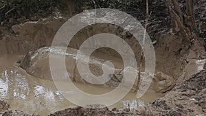 Sabah Rhino In The Mud Bath, Really Close-Up