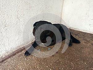 Sabaka isolated on white background