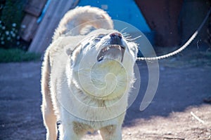 Sabaka. White Swiss Shepherd. Beloomut.