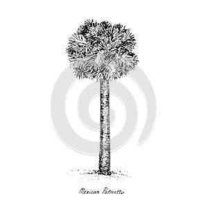 Sabal mexicana Rio Grande, Mexican or Texas palmetto, Texas sabal palm, palmmetto cabbage tree silhouette, hand drawn gravure