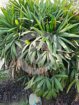 SABAL MINOR /DWARF PALMETTO /ORIGEN SOUTHEASTERN