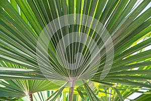 Sabal minor, known as dwarf palmetto,beautiful leaf of a palm, green background, saw palmetto. Selective focus, beauty in nature