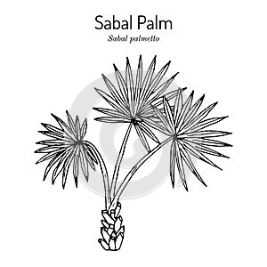 Sabal palm, or cabbage-palm Sabal palmetto