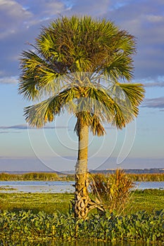 Sabal Palm Tree Sunlit