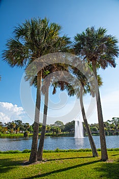 Sabal palm trees in Florida city park