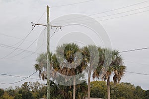 Sabal Palm Trees in Louisiana