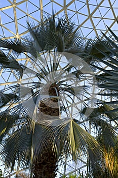 Sabal Palmetto in Conservatory