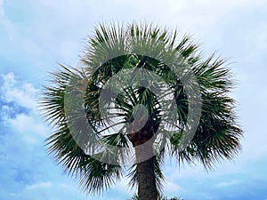 Sabal Palmetto Tree