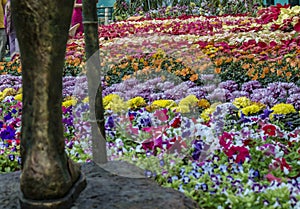Super Vision : Lalbagh flower show January 2019