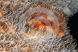 Sabellidae, or feather duster worms photo