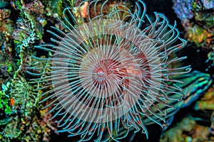 Sabellidae, or feather duster worms, are a family of marine polychaete tube worms