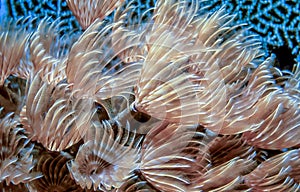 Sabellidae,feather duster worms photo