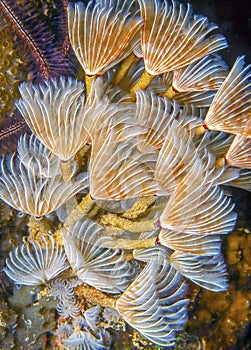 Sabellidae,feather duster worms photo