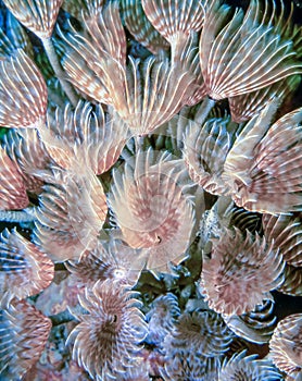 Sabellidae,feather duster worms