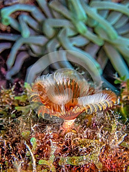 Sabellidae,feather duster worms,Split-crowned feather duster worm photo